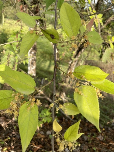 Guazuma ulmifolia - Leaves