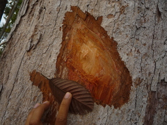 Dipterocarpus crinitus