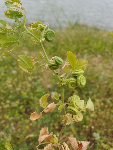 wrinkled medick (Medicago rugosa)