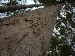 Dipterocarpus crinitus