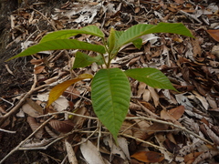 Dipterocarpus crinitus