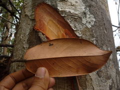 Shorea amplexicaulis