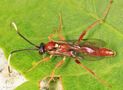 Aoplus pseudovelox