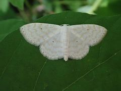 Lepidoptera