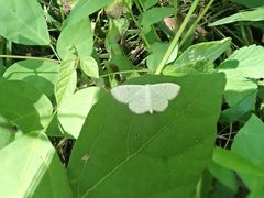 Lepidoptera