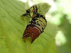 Arcte coerula