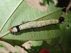 Arcte coerula