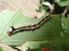 Arcte coerula