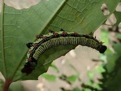 Arcte coerula