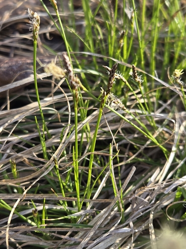 Image of Carex albicans by (c) Edie, some rights reserved (CC BY)