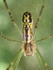 Trichonephila clavata
