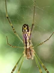Trichonephila clavata