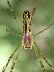Trichonephila clavata