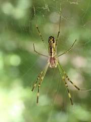 Trichonephila clavata