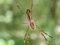 Trichonephila clavata