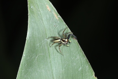 Epocilla blairei