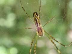 Trichonephila clavata