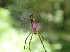 Trichonephila clavata
