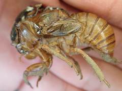 Graptopsaltria nigrofuscata