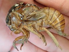 Graptopsaltria nigrofuscata