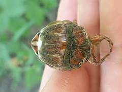 Graptopsaltria nigrofuscata