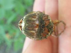 Graptopsaltria nigrofuscata