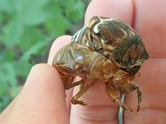 Graptopsaltria nigrofuscata