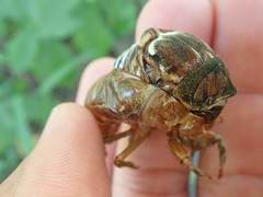 Graptopsaltria nigrofuscata
