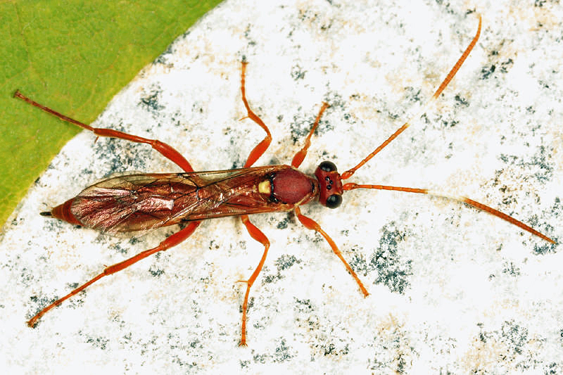 Aoplus thujarum