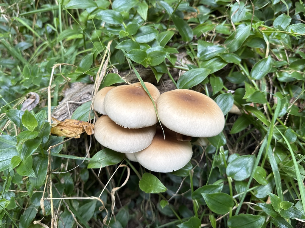 Cyclocybe parasitica · March 2025 · photo: © duaneg (iNaturalist, cc-by)