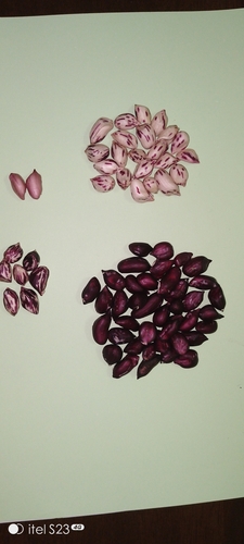 Arachis hypogaea iNat (2)