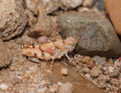 Sphingonotus erythropterus