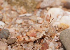 Sphingonotus erythropterus