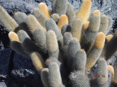 Brachycereus nesioticus