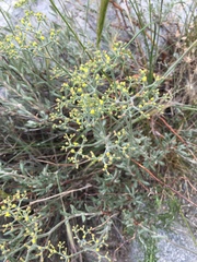 Eriogonum microtheca ambiguum