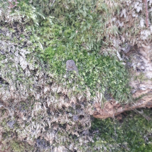 Juicy Silk-moss (Plagiothecium succulentum)