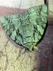 Catocala subnata