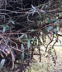 Rubus schmidelioides schmidelioides
