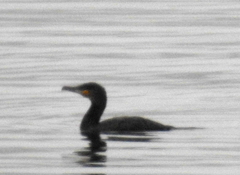Phalacrocorax carbo