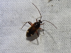 Eustictus