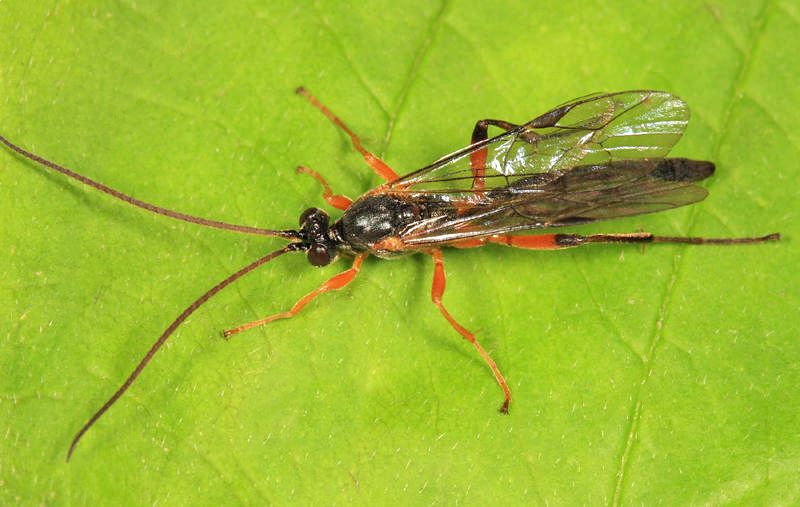 Velora Insect Aoplus velox from Woodford, VT rest stop 05201, USA on September 16 ...