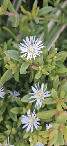 Foto de Uva-do-mar