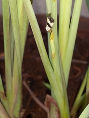 Maliattha quadripartita