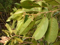 Shorea smithiana