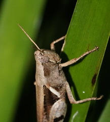 Stenocatantops angustifrons