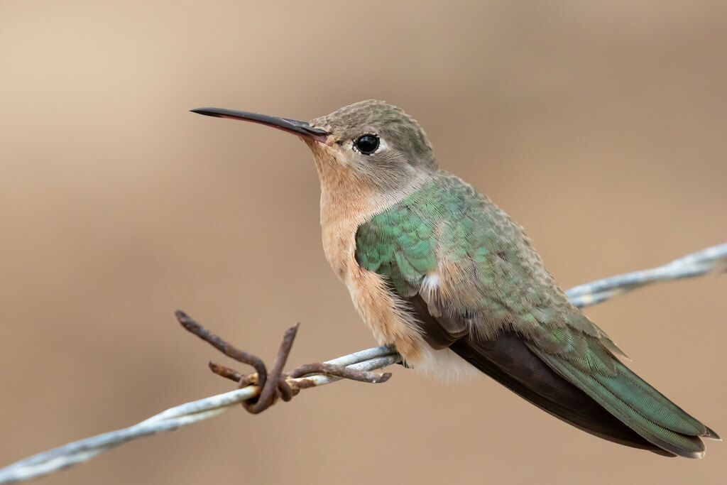 Buffy Hummingbird (Leucippus fallax) photo