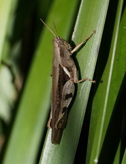 Stenocatantops angustifrons