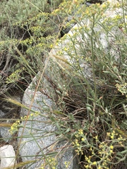 Eriogonum microtheca ambiguum