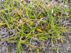 Carex resectans