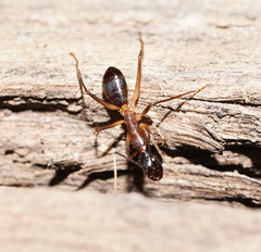 Camponotus confusus
